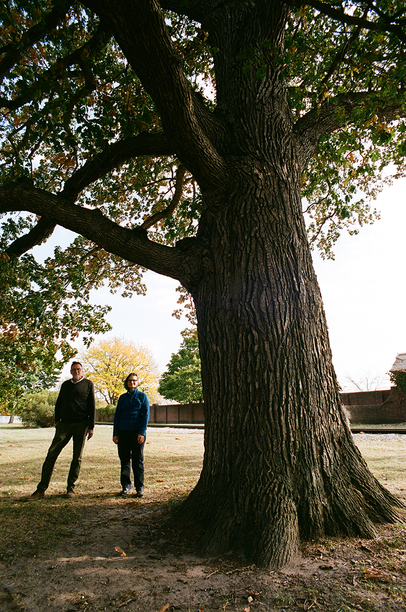 Tree_blog
