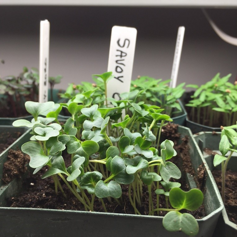 plants