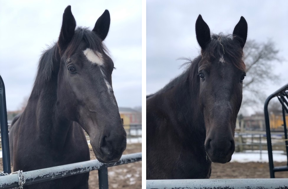 horses