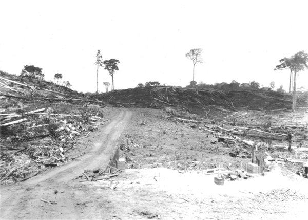 Brazilian Rubber Plantations