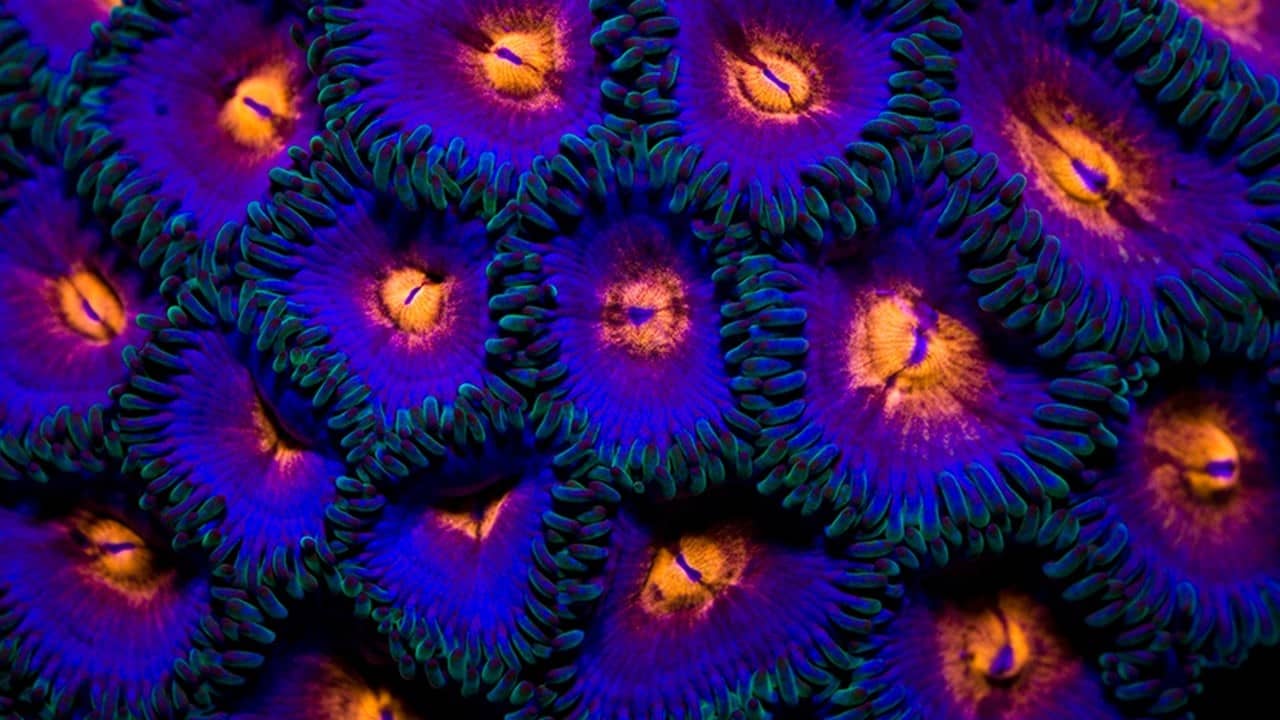 coral
