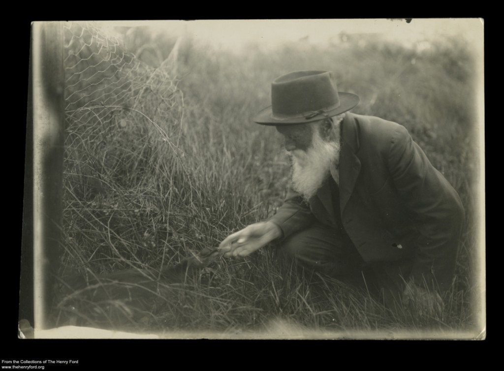 Naturalist John Burroughs with a Duck on her Nest, circa 1910