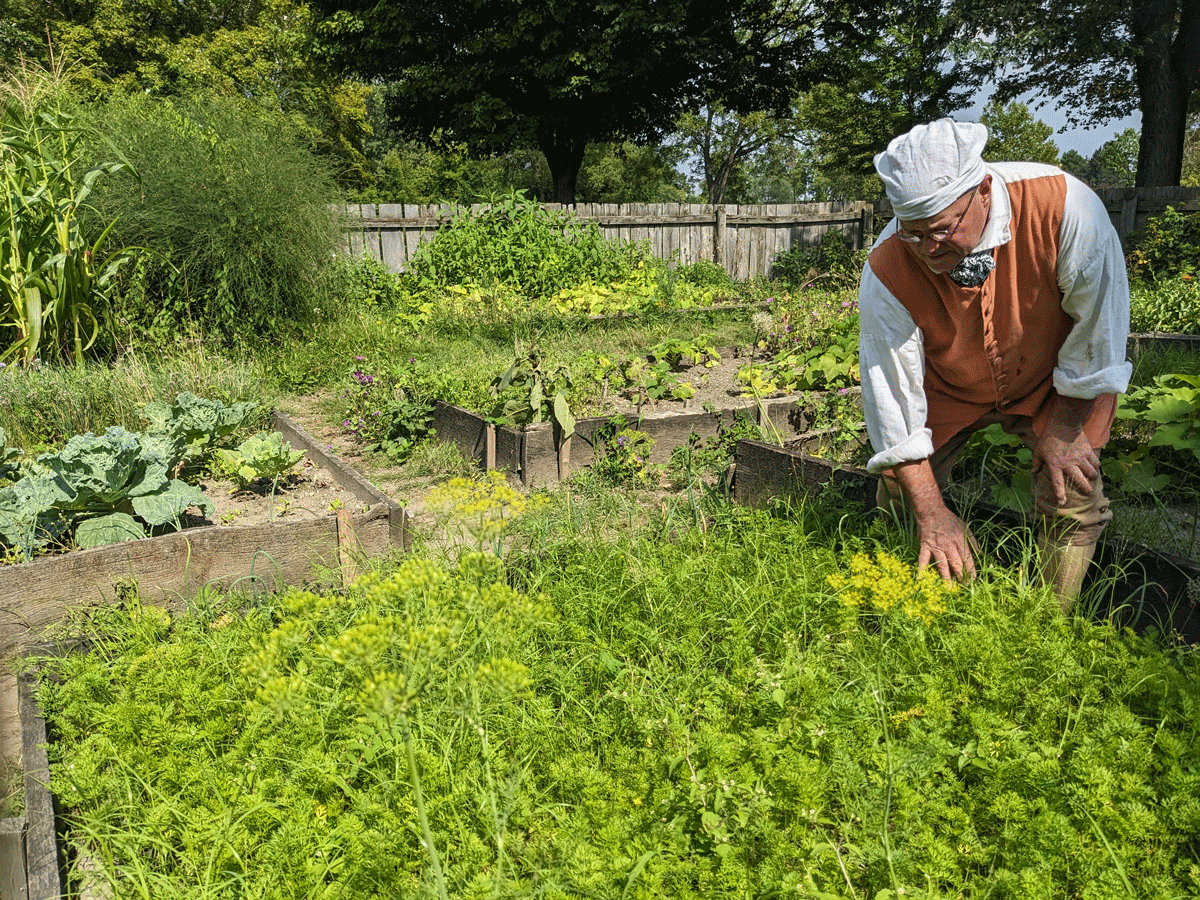 Presenter with carrots in Daggett farmhouse garden, early August 2023.