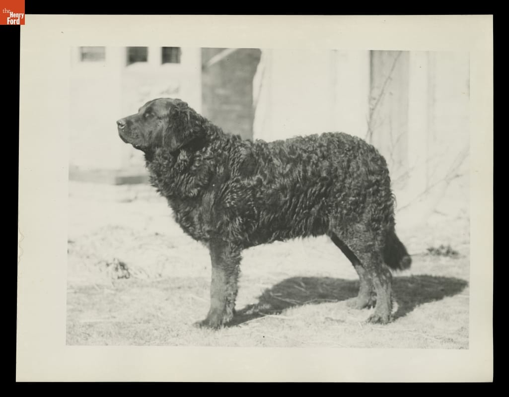 Large black dog with slightly curly fur
