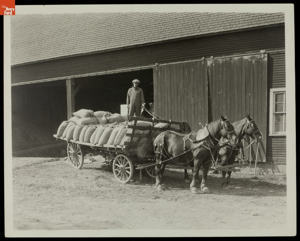 Two horses harnessed to a large, low, open wagon loaded with sacks, with a driver on top of them holding the reins, just outside a barn 