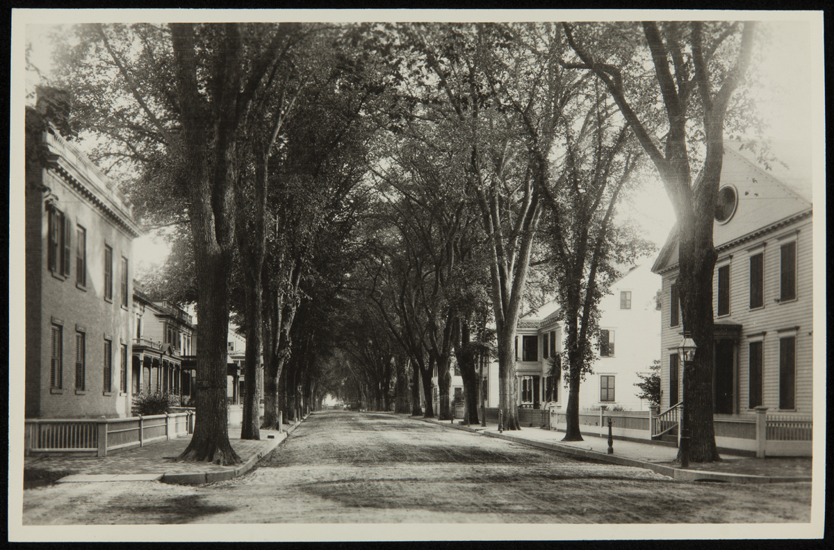 Black-and-white photo of tree-lined road with houses with low fences along both sides