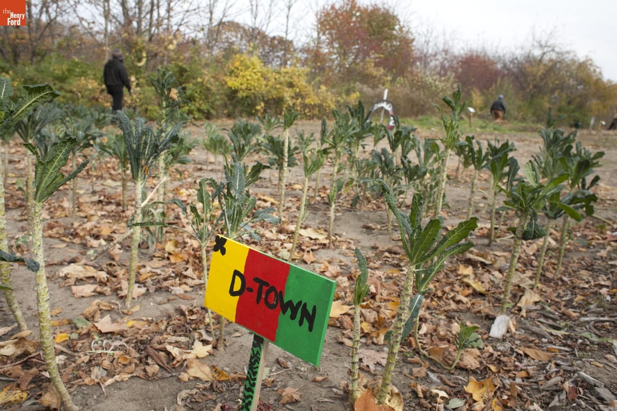 Stalks and leaves in a plot with fall-colored trees in the background and a yellow, red, and green sign reading "D-Town" in the foreground